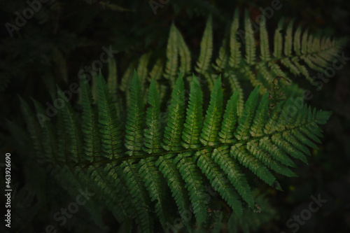fern, plant, nature, leaf, forest, leaves, close up, autumn, herbst, colorful, rainforest, green, bright, dark, panoramic, detail, background, text, product, organic, bio, healthy, health, breath, nat photo