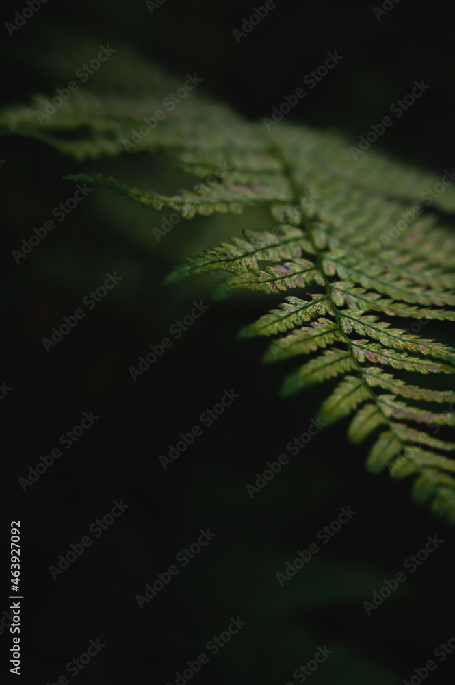 upside down, close up forest fern mystic untouched rainforest scenery detail makro picture, 