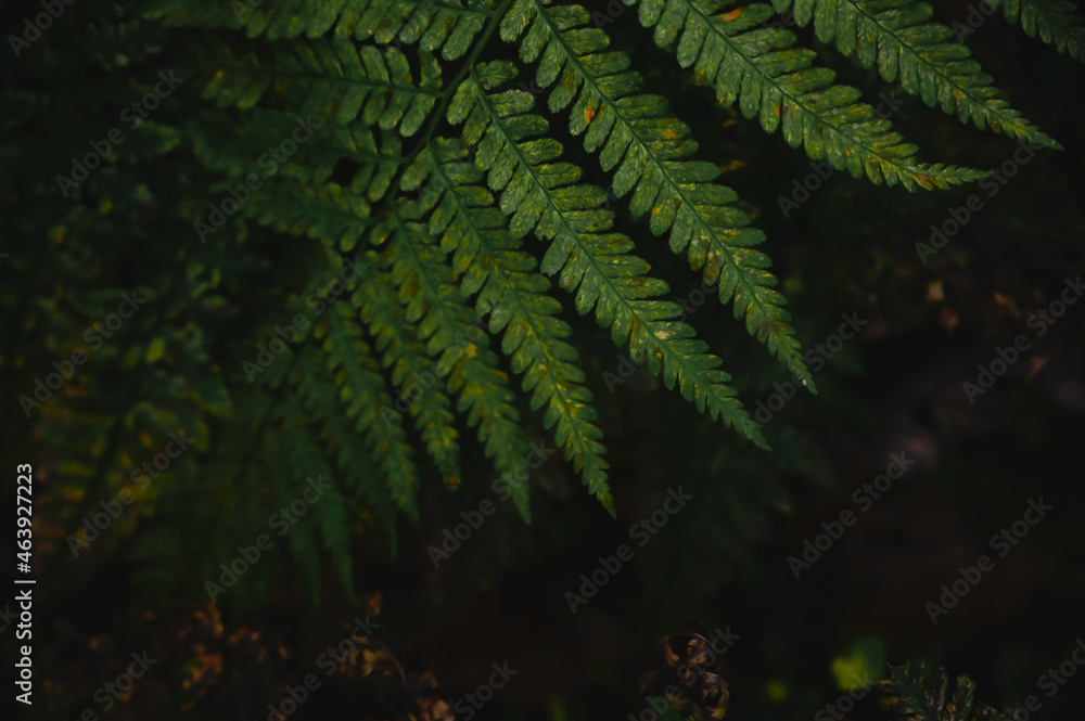 green fern in the forest, autumn rainforest scenery, ready to print, advertisment, space product text, leaves natural clean close up ready background green fern in the forest, autumn rainforest scenery, ready to print, advertisment, space product text, leaves natural clean close up ready background