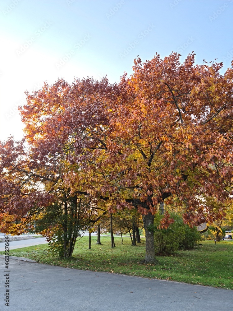 Beautiful and varied yellow leaf colors on trees and bushes in autumn