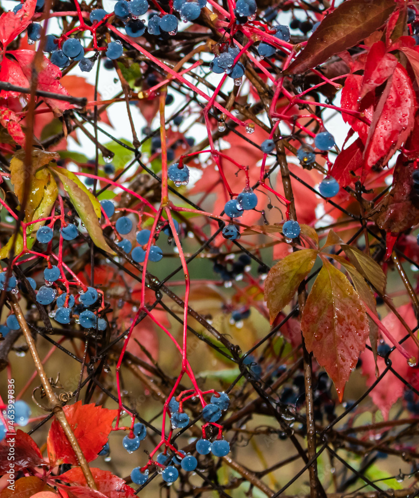Virginia creeper, Victoria creeper, five-leaved ivy with blue ripe berries and red leaves in the rain, close up