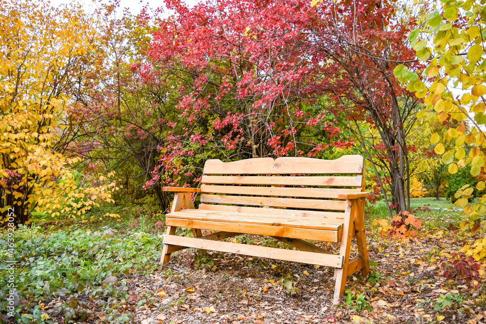 Wooden bench under a tree with red leaves in the park on an autumn day