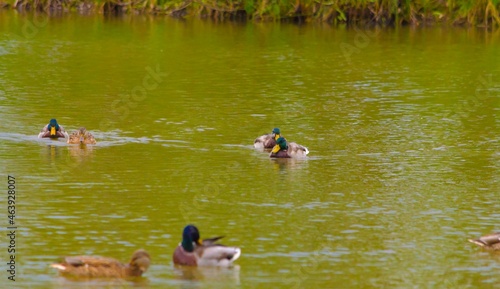 ducks and drakes swim in the pond in the fall afternoon