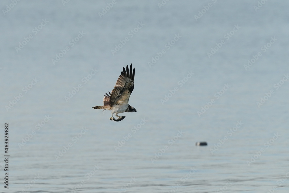 osprey in flight osprey in flight