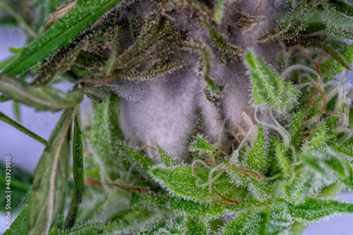 Detail of a cannabis plant affected by fungi isolated