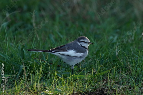 white wagtail on the ground