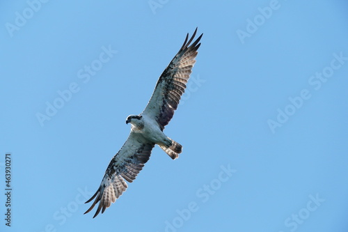 osprey in flight