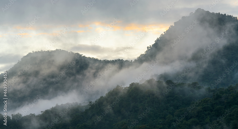 Cloud forest mist at sunrise panorama, Mindo cloud forest near Quito, Ecuador.