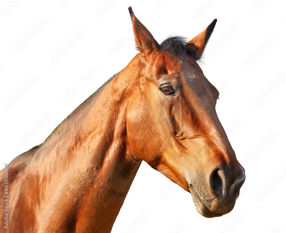 Fototapeta premium Portrait of a light chestnut horse in profile on a white background
