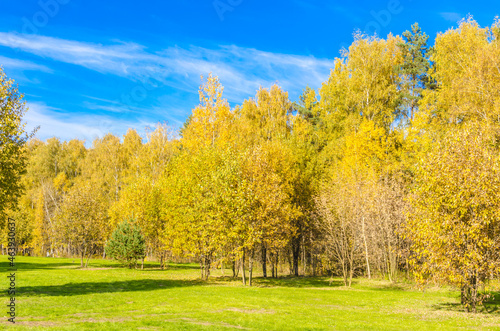 Autumn forest in the afternoon on a sunny day with yellow foliage