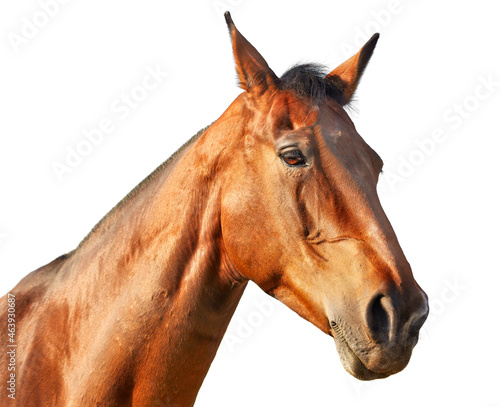 Portrait of a light chestnut horse in profile on a white background © olgasalt