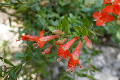 Photography California Fuchsias have colors from white, pink to orange and red