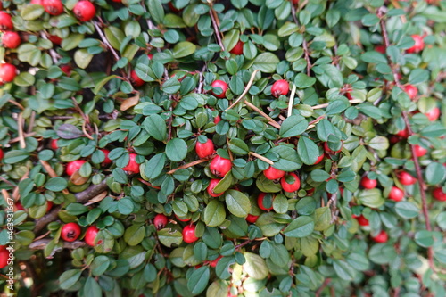 Rockspray cotoneaster is a coarse, dense, slow-growing, shrub that reaches 2-3 feet tall and 6-8 feet wide. photo