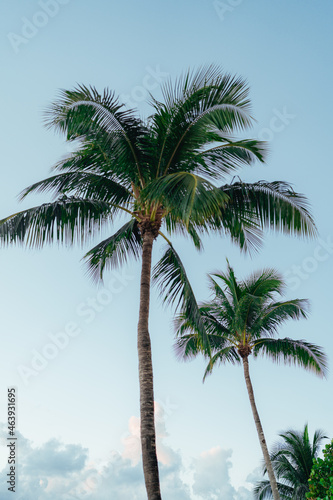 palm trees on the beach tropical Miami Florida paradise 