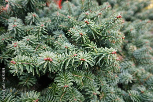 The Dwarf Balsam Fir (Abies Balsamea 'Nana') is an evergreen plant that's known for its slow growth and dark green colored leaves.