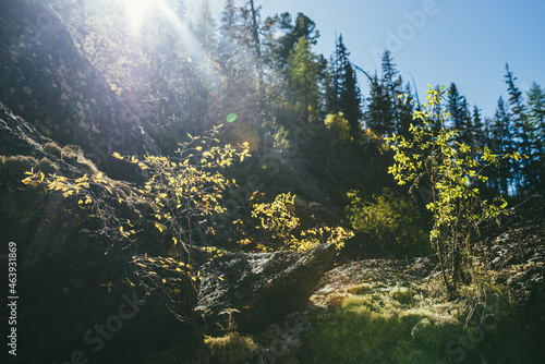 Sunny autumn landscape with small tree with yellow leaves in golden sunlight on rocks. Beautiful alpine scenery with mountain flora in autumn colors. Shrub with gold leaves in sunshine in mountains.