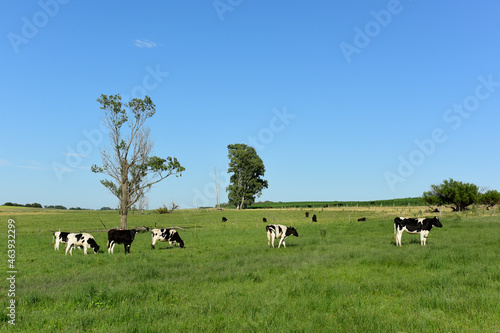 Dairy cows in the field,La Pampa Province, Argentina.