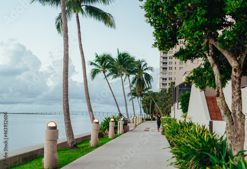 trees residential urban building palms sky nature Miami Florida Brickell 