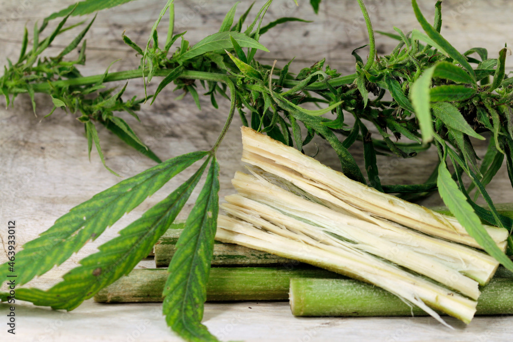 fibers, seeds, roots and blossoms from industrial hemp fibers, seeds, roots and blossoms from industrial hemp