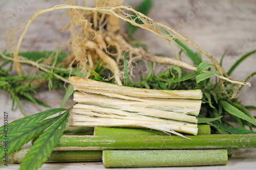 fibers, seeds, roots and blossoms from  industrial hemp photo