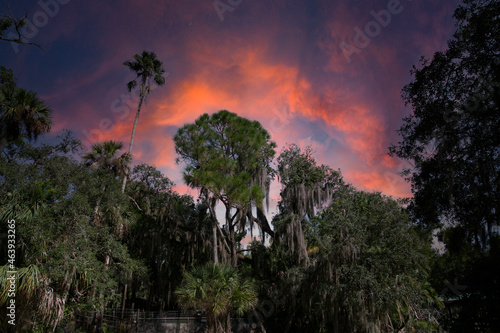 The green swamps of Florida with its flora and fauna