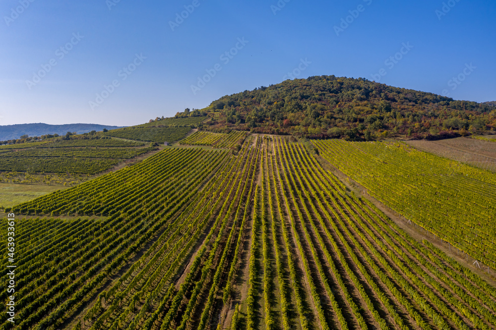 Hungary, Tokaj landscape with vineyard. Tokaj Wine Region Historic Cultural Landscape is UNESCO World Heritage Site.