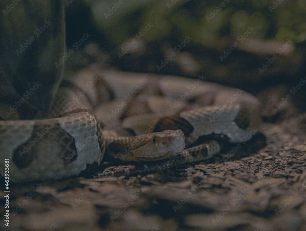 Copperhead poisonous snake curled on ground with head and eyes visible Stock Photo Adobe Stock