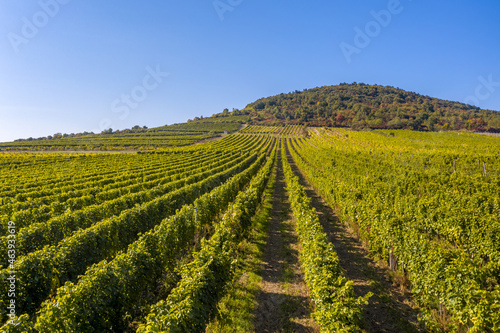 Hungary  Tokaj landscape with vineyard. Tokaj Wine Region Historic Cultural Landscape is UNESCO World Heritage Site.