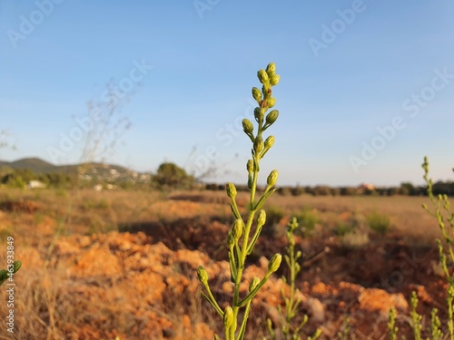 Dittrichia viscosa, also known as false yellowhead, woody fleabane, sticky fleabane and yellow fleabane, is a flowering plant in the daisy family. photo