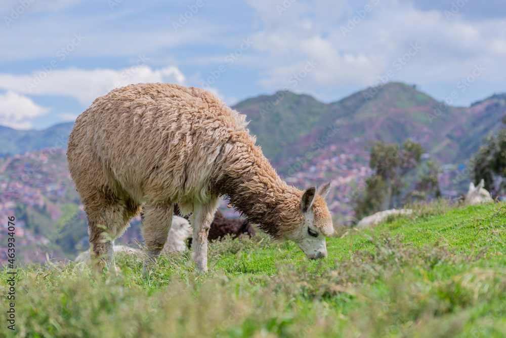 Fototapeta premium Llama, South American camelid, eating grass in Cuzco, Peru.