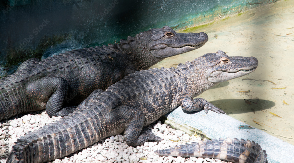 The green swamps of Florida with its flora and fauna The green swamps of Florida with its flora and fauna