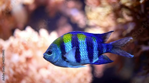 Amazing blue striped Abudefduf saxatilis - Sergeant-major fish swimming underwater on coral reefs background. Tropical sea bottom. Colorful nature calming background.