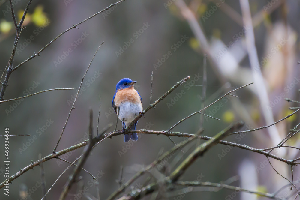 Fototapeta premium Eastern Bluebird perched in a small tree
