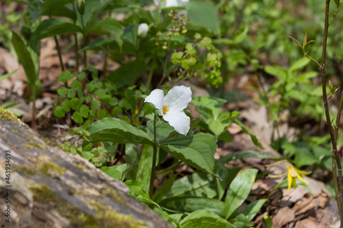 Canvastavla A white trillium blooming on the forest floor in spring.