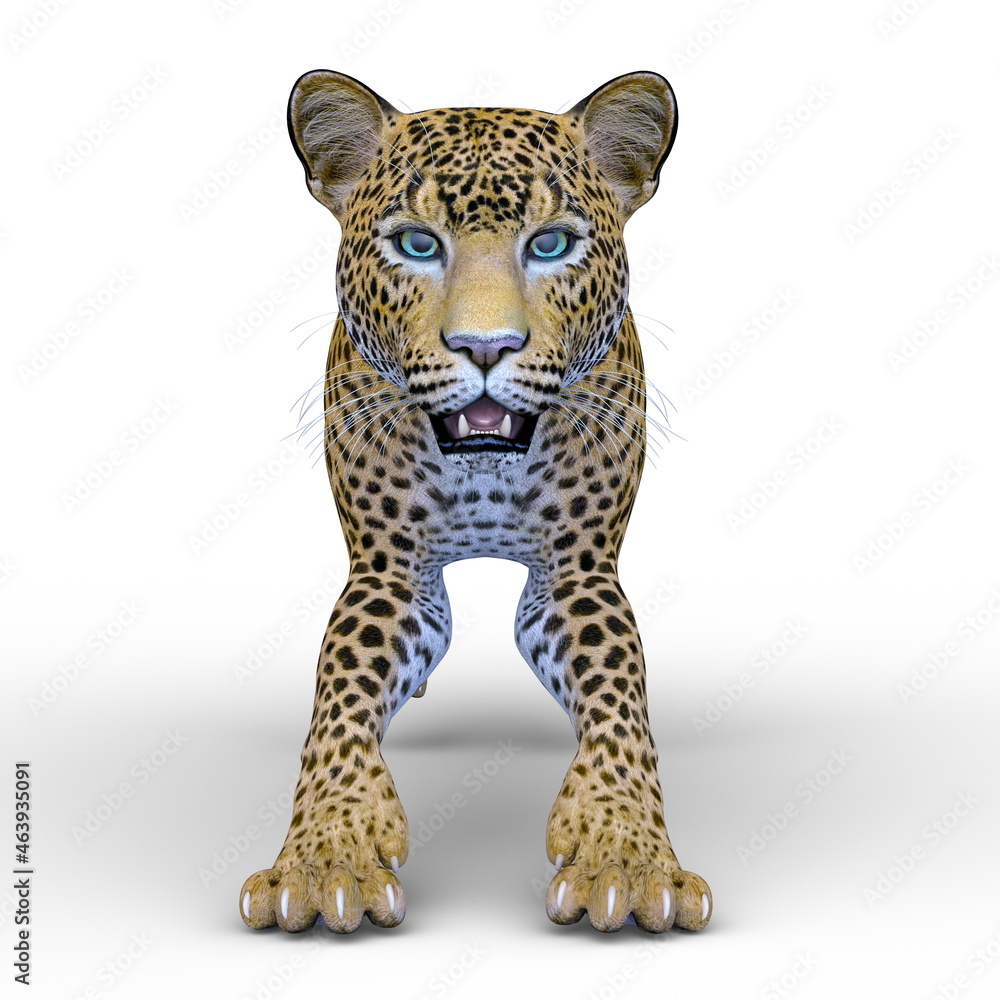 ヒョウ ヒョウ