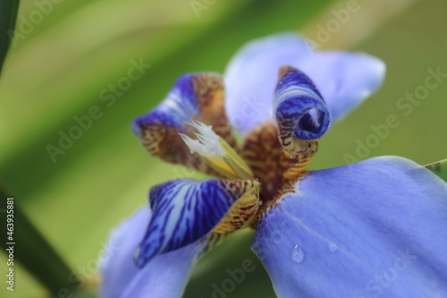 blue orchid in hawaii photo