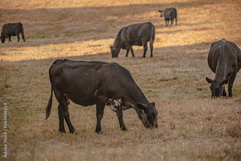 Cows in open field grazing together at sunrise on farm land Cows in open field grazing together at sunrise on farm land