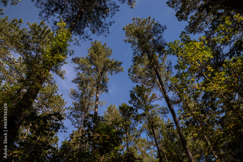 view of sky from ground in forest looking up through trees above view of sky from ground in forest looking up through trees above