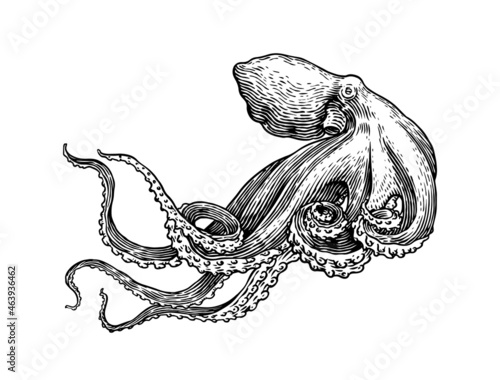 Sea octopus. Engraved hand drawn in old sketch, vintage creature. Nautical or marine, monster. Animal in the ocean. Template for logos, labels and emblems.