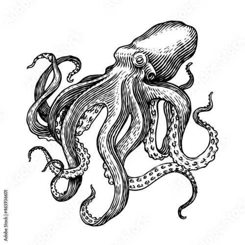 Sea octopus. Engraved hand drawn in old sketch, vintage creature. Nautical or marine, monster. Animal in the ocean. Template for logos, labels and emblems.