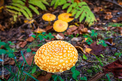 A vibrant little mushroom with its peers in the background. 