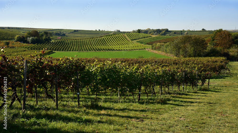 Fototapeta premium Vineyard landscape near the village of Saulheim, in the wine growing region of Rhineland Palatinate, Germany. 