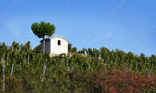 vineyard landscape with storm shelter hut in the wine  growing area of rhineland-palatinate, Germany