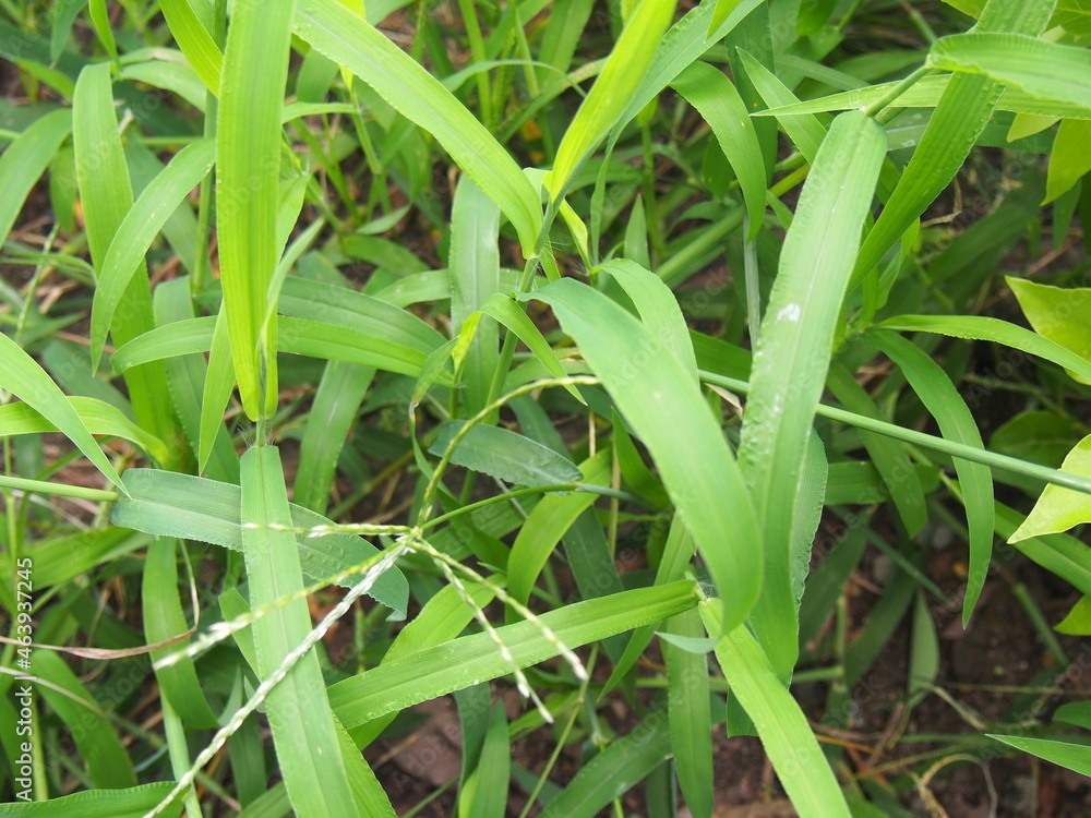 Obraz premium OLYMPUS DIGITAL CAMERA