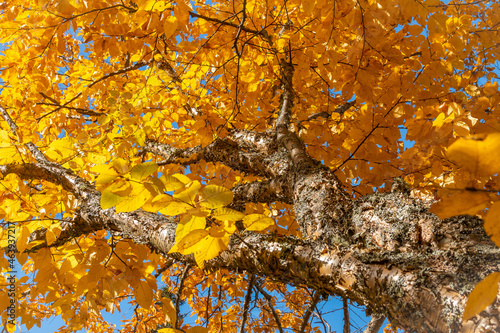 Fall foliage in full effect.
