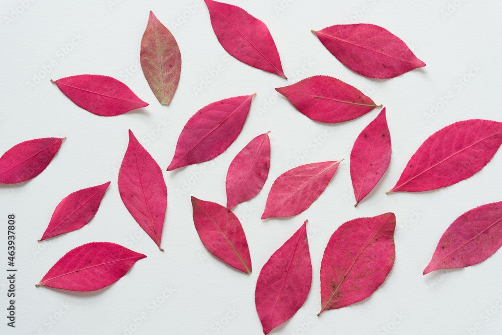 Obraz premium autumn leaves arranged on a light background