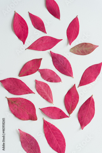 autumn leaves arranged on a light background