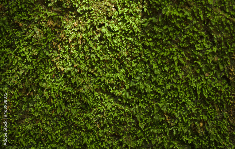 Natural moss texture Natural moss texture
