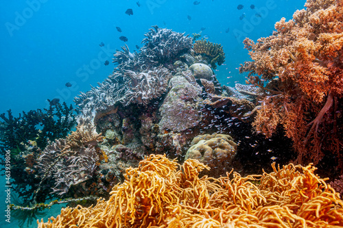 Coral reef South Pacific