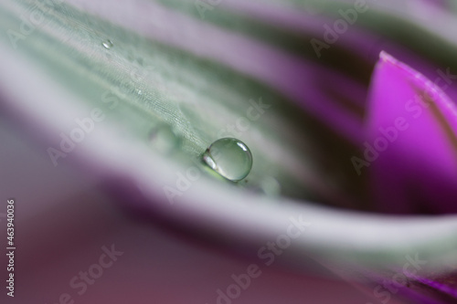 Drop of water on lilac plant macro